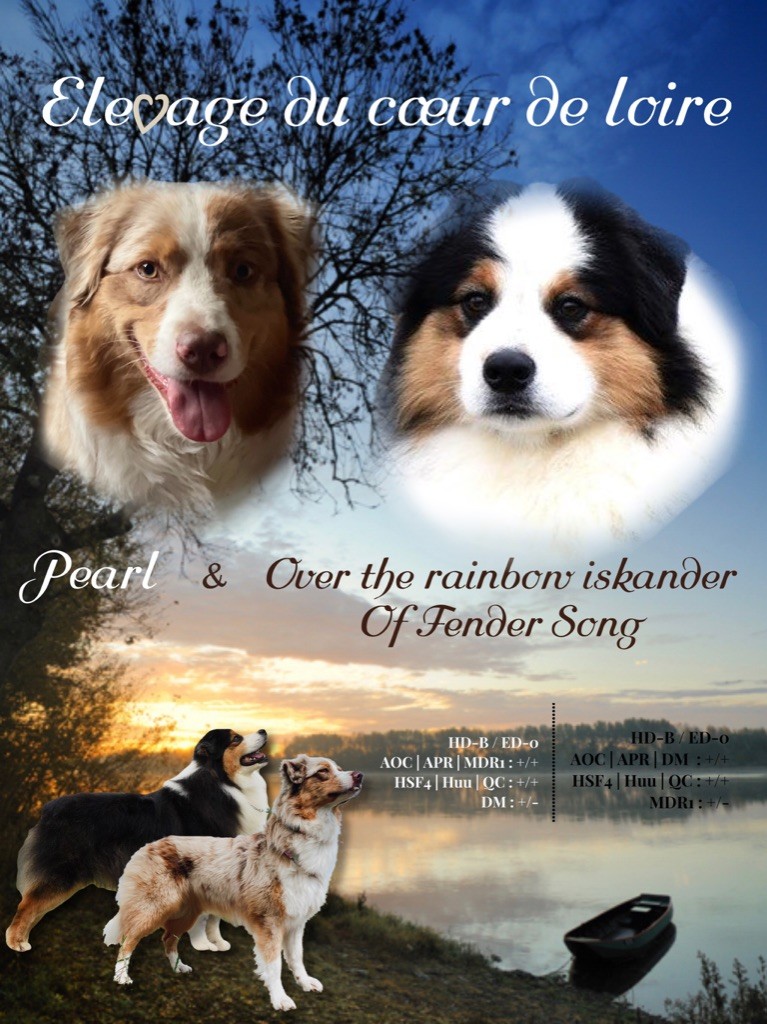 Chiot Berger Australien Du Coeur De Loire
